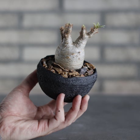 Pachypodium gracilius × takero pot (3号)  no.524/31