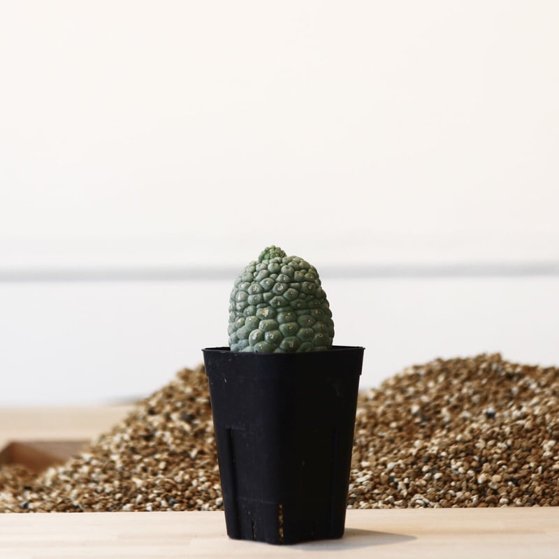 ラリレアキア カクティフォルメ 仏頭玉 / Larryleachia cactiformis