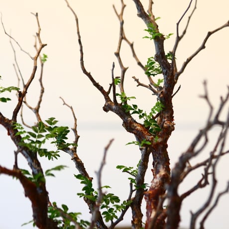 コミフォラ モンストローサ / Commiphora monstrosa   no.41621