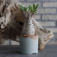 Pachypodium Makayense × 備前鉢3号 / dobuzuke  no.607-25