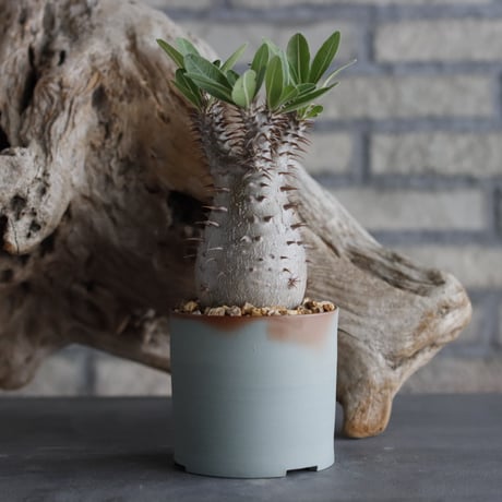 Pachypodium Makayense × 備前鉢3号 / dobuzuke  no.607-25