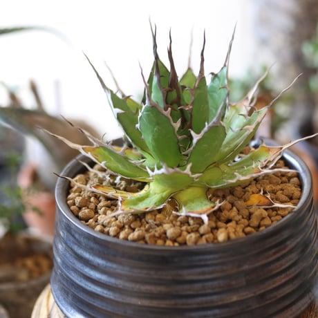 Agave horrida × Yuta Uchida   no.82501