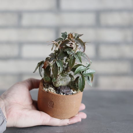 Dorstenia foetida × N/OH (2.5号)  no.524/30