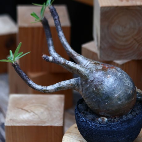 パキポディウム  グラキリス／Pachypodium  gracilius   no.32044