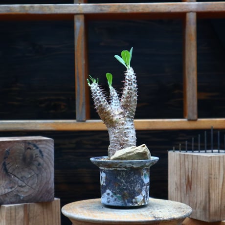 パキポディウム  マカイエンセ／Pachypodium Makayense    no.80764