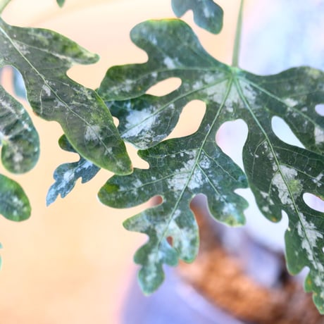 Adenia metamorpha × たけろうポット   no.90341