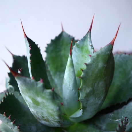 アガベ   ポタトラム     Agave potatorum    no.112418