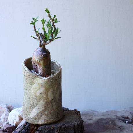 パキポディウム ビスピノーサム    Pachypodium bispinosum   no.51933