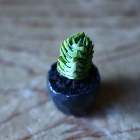 クラッスラ  キムナッチー  Crassula Kimnachii   no.70512