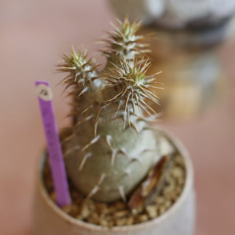 Pachypodium makayense × Atsushi Funakushi (3号)  no.1214/12