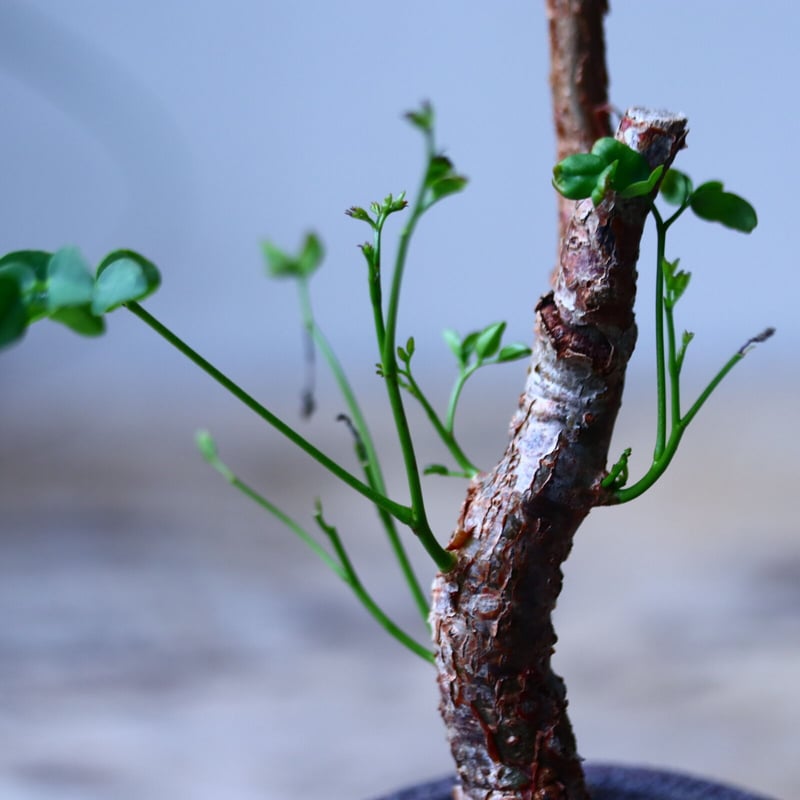 デロニクス プミラ Delonix pumila no.101826 | 芽の巣山