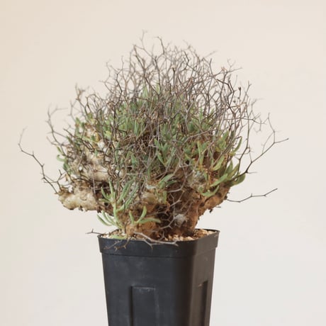 Tylecodon reticulate   no.921-22