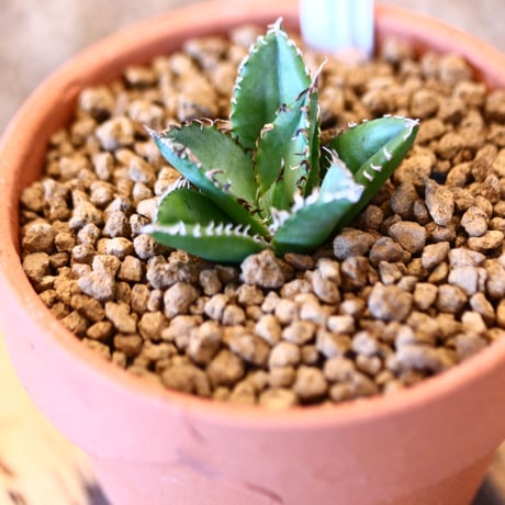 【9/9入荷未発根未活着ベアルート植込み】 Agave titanota "Filigree crested   no.91770