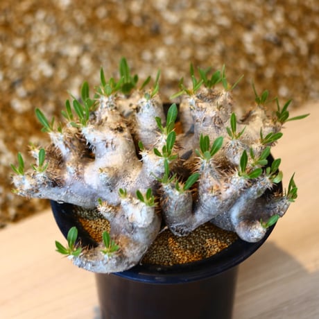パキポディウム ブレビカリックス / Pachypodium densiflorum var. brevicalyx      no.41603