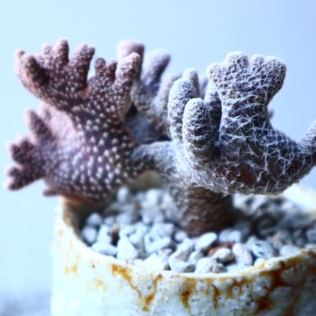 キノコ団扇 　Puna clavarioides   no.21653