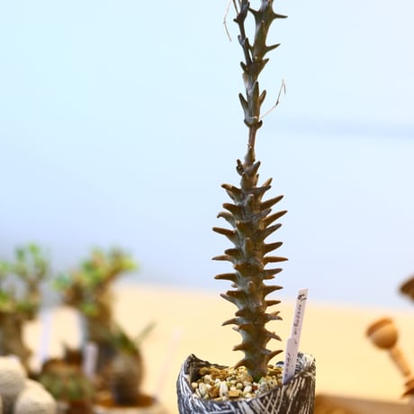 たけろうポット × Ceropegia dimorpha    no.72361