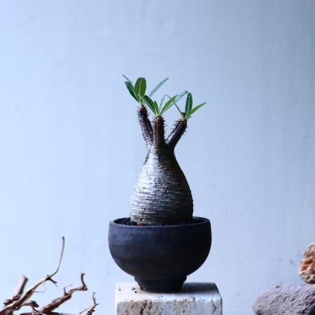 パキポディウム グラキリス   Pachypodium rosulatum var. gracilius no.92742