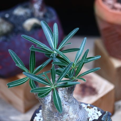 パキポディウム  グラキリス ／Pachypodium  gracilius     no.101040