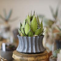 Agave horrida × soso (4号)  no.1214/19