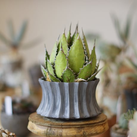 Agave horrida × soso (4号)  no.1214/19
