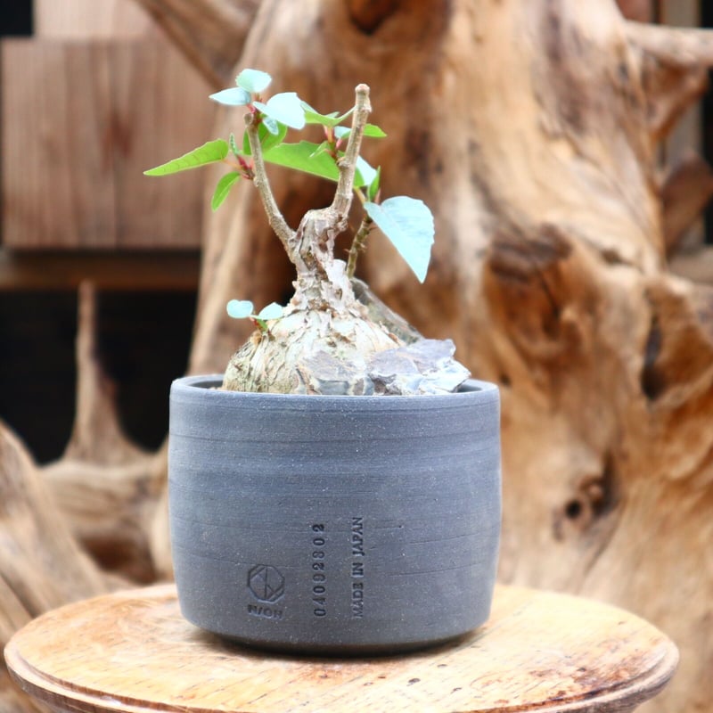 フィカス ペティオラリス 【公式通販】