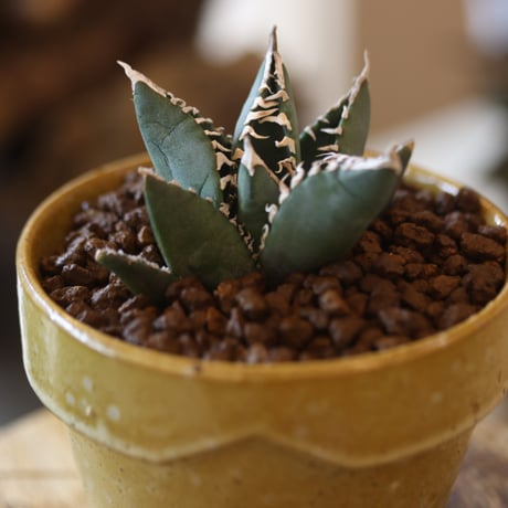 Agave titanota South African Diamond "SAD" × YAMABACHI var. Atsushi Funakushi  no.818102
