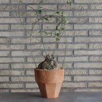 Adenia spinosa × N/OH (6.5号)  no.510/3