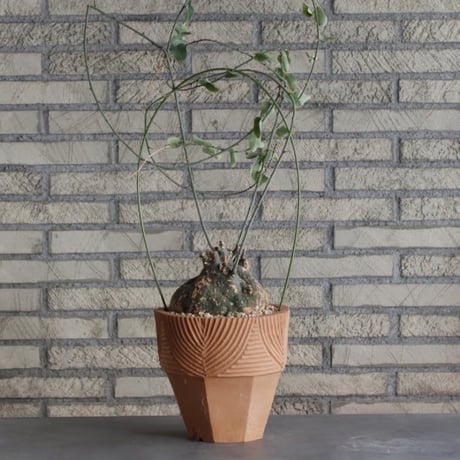 CATEGORY website up | 芽の巣山