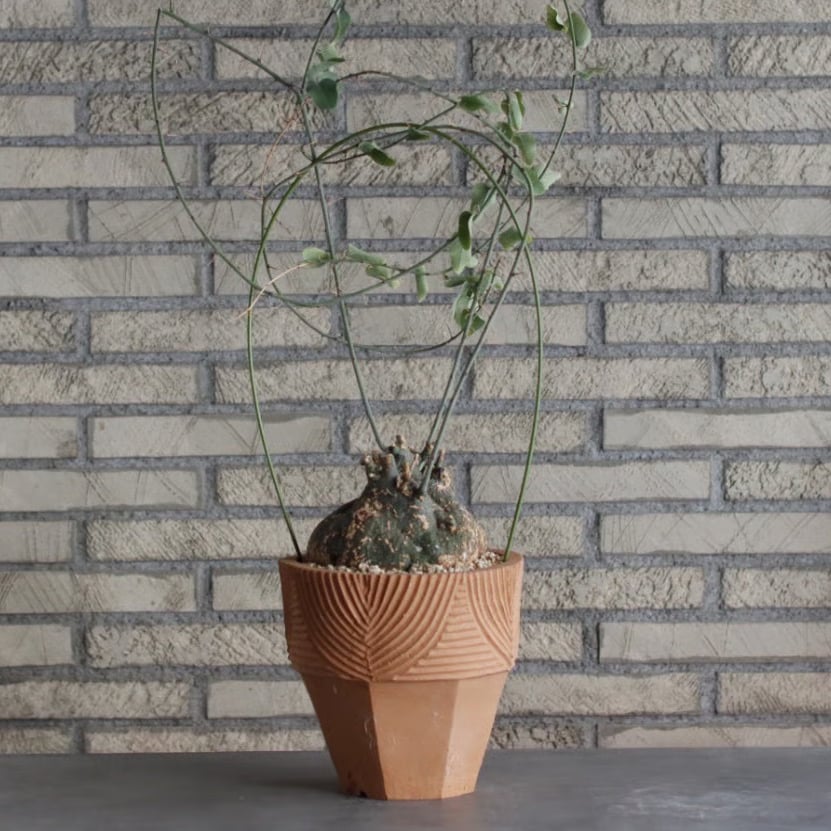 Adenia spinosa × N/OH (6.5号) no.510/3 | 芽の巣山