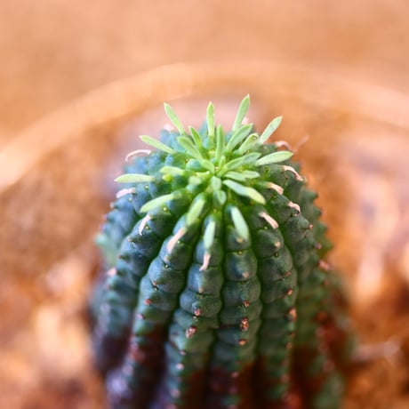 たけろうポット × Euphorbia stellispina     no.40705