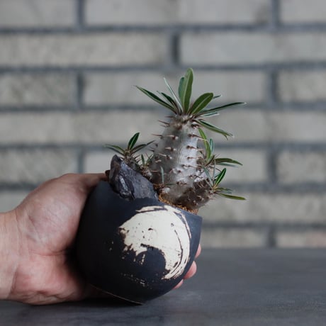 Pachypodium cactipes × N/OH (2.5号)  no.817-32