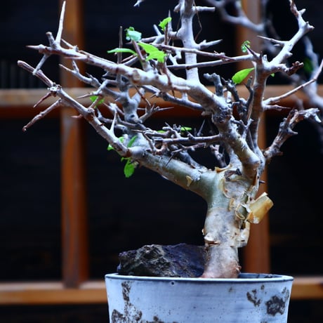 コミフォラ  ワイティ／Commiphora wightii   no.53045
