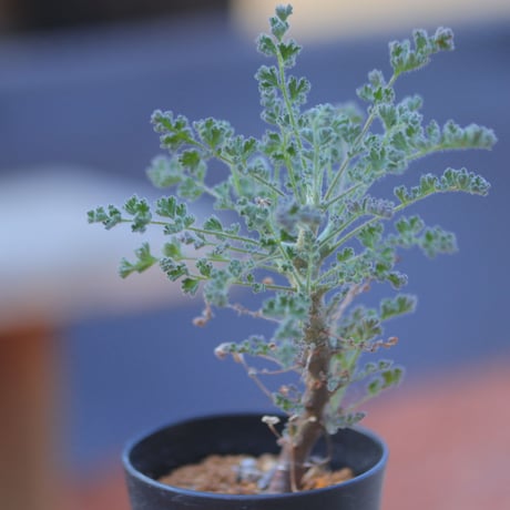 ペラルゴニム   アルテルナンス   Pelargonium alternans      no.20725-1