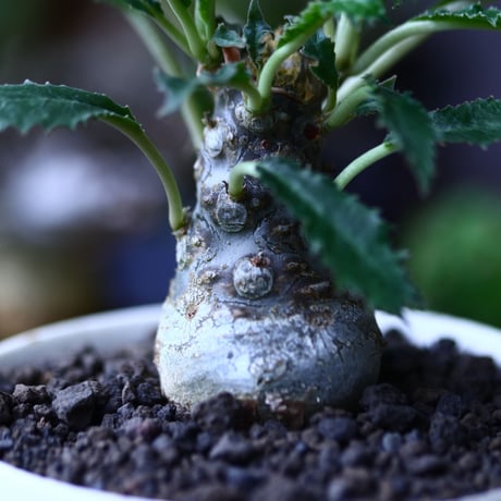 ドルステニア クリスパ    Dorstenia crispa  no.71933