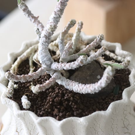 Euphorbia cylindrifolia × soso  no.51934