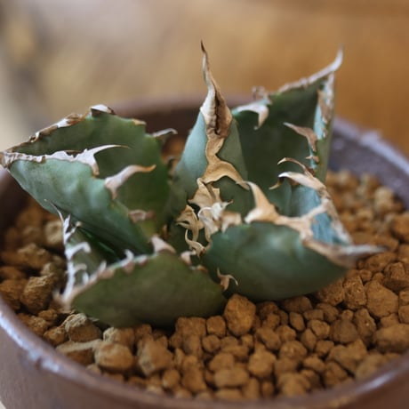 Agave titanota 姫厳竜 × YAMABACHI var. 六本芽   no.124-35