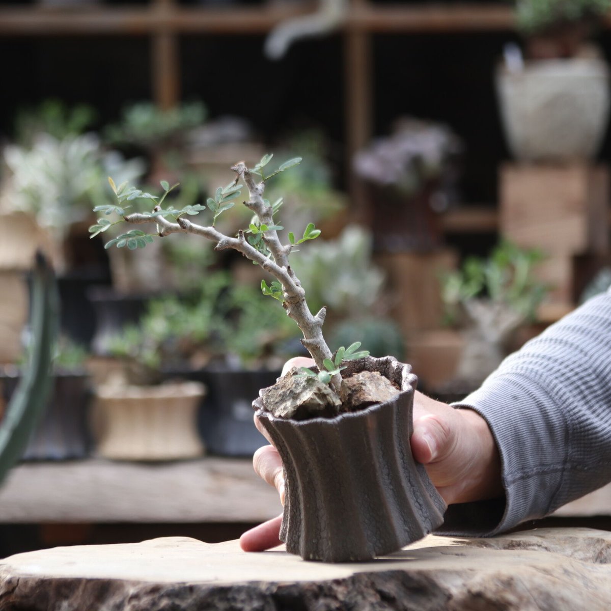 センナ メリディオナリス／Senna meridionalis no.111302 | 芽の巣山