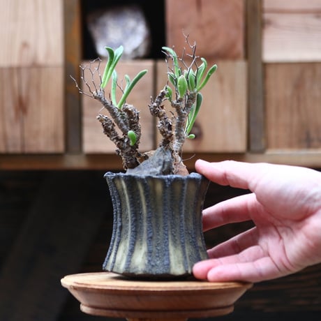 チレコドン フィロポディウム／Tylecodon reticulatus var. phyllopodium no.20561