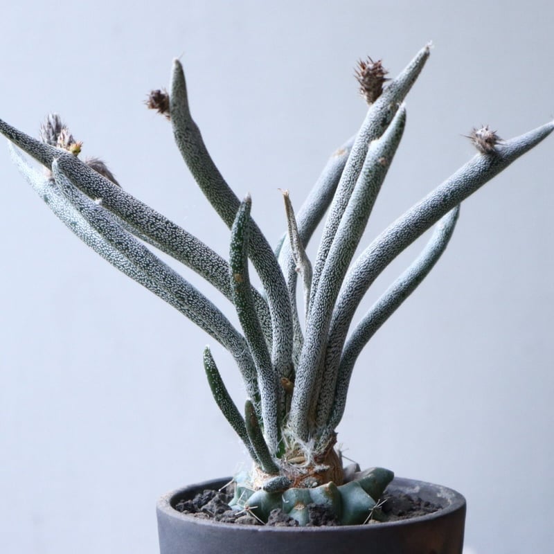 アストロフィツム カプト メデューサ 接木 Astrophytum caputmedus