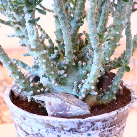 たけろうポット × Dorstenia gigas  no.72369