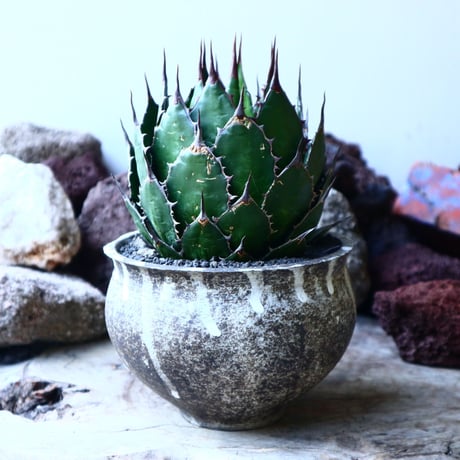 アガベ ホリダ   Agave horrida   no.32229