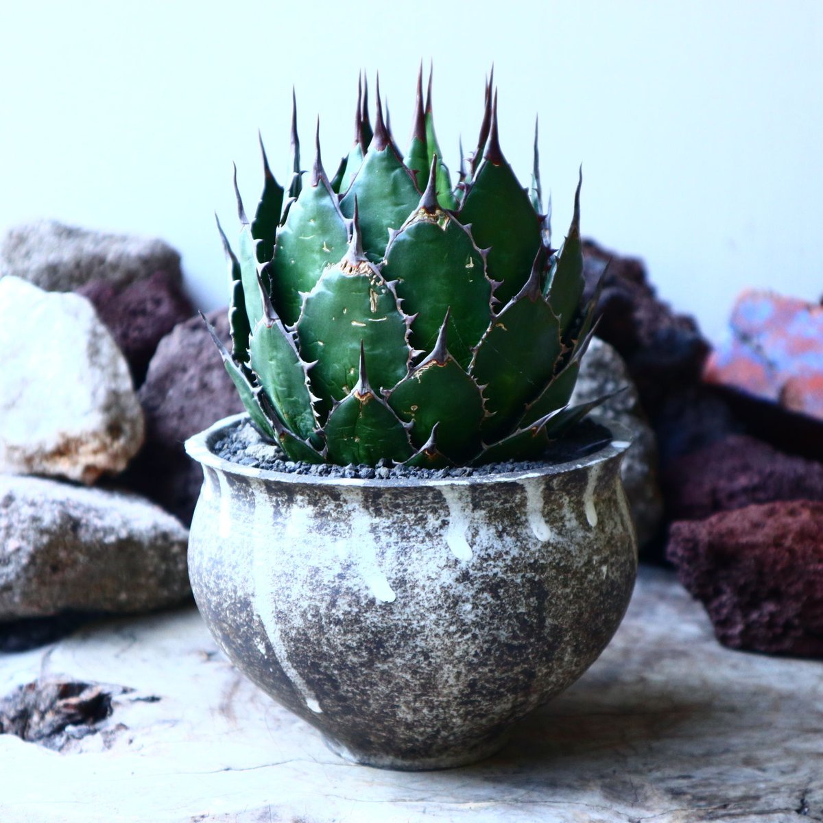 アガベホリダ極上株　Agave horrida No.AHRD016 激レア高級品種 アガベ ホリダ horrida 極上強棘 狂刺 極上株 ⑥