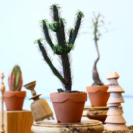 YAMABACHI × Euphorbia 'Kousairorika'    no.91039