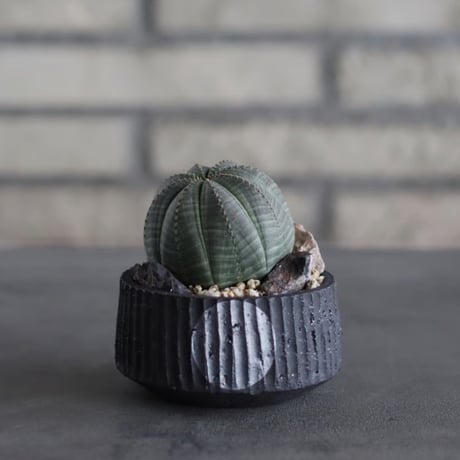 Euphorbia obesa × N/OH (3号)  no.614/4
