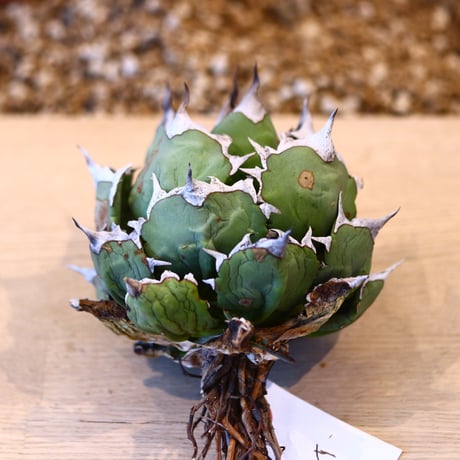 Agave titanota  姫厳竜   no.32480