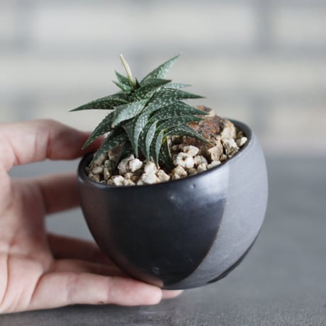 Aloe descoingsii × N/OH (3号)  no.524/39