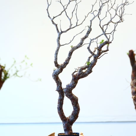 コミフォラ モンストローサ / Commiphora monstrosa   no.62506