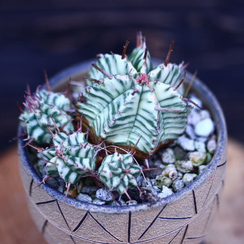 Euphorbia meloformisユーフォルビア メロフォルミス 斑入り no.30