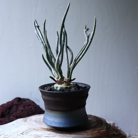 アストロフィツム カプト メデューサ 接木 Astrophytum caputmedusae    no.71425