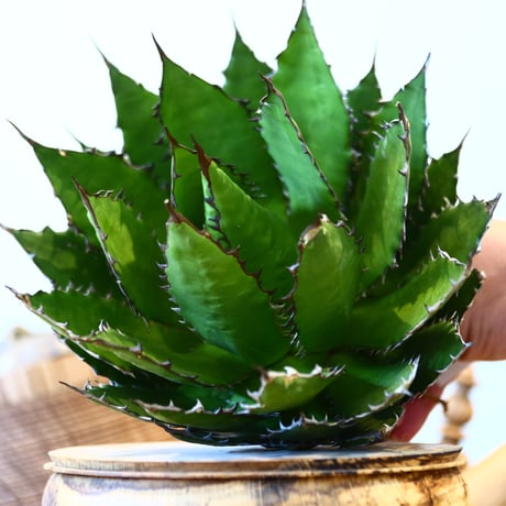 Agave horrida    no.121/6